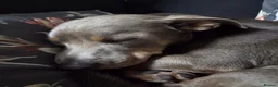 Mixed Breed dogs for adoption: THE PERFECT DOG DOES EXIST, HIS NAME IS TAKITO! 🥰 - Advert 5