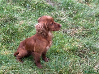 Cocker Spaniel dogs in Malmesbury - Advert 37