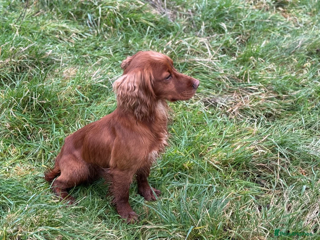 Cocker Spaniel dogs for stud: 😍KC Reg Dark Red Dog at Stud😍 in Malmesbury - Advert 2