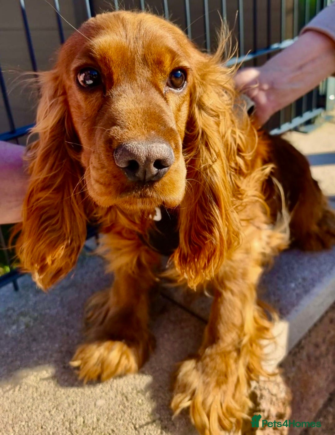 Cocker Spaniel dogs for adoption: Mickey heroic adventure - Image 4