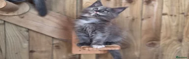 Blue Smoke Tortie