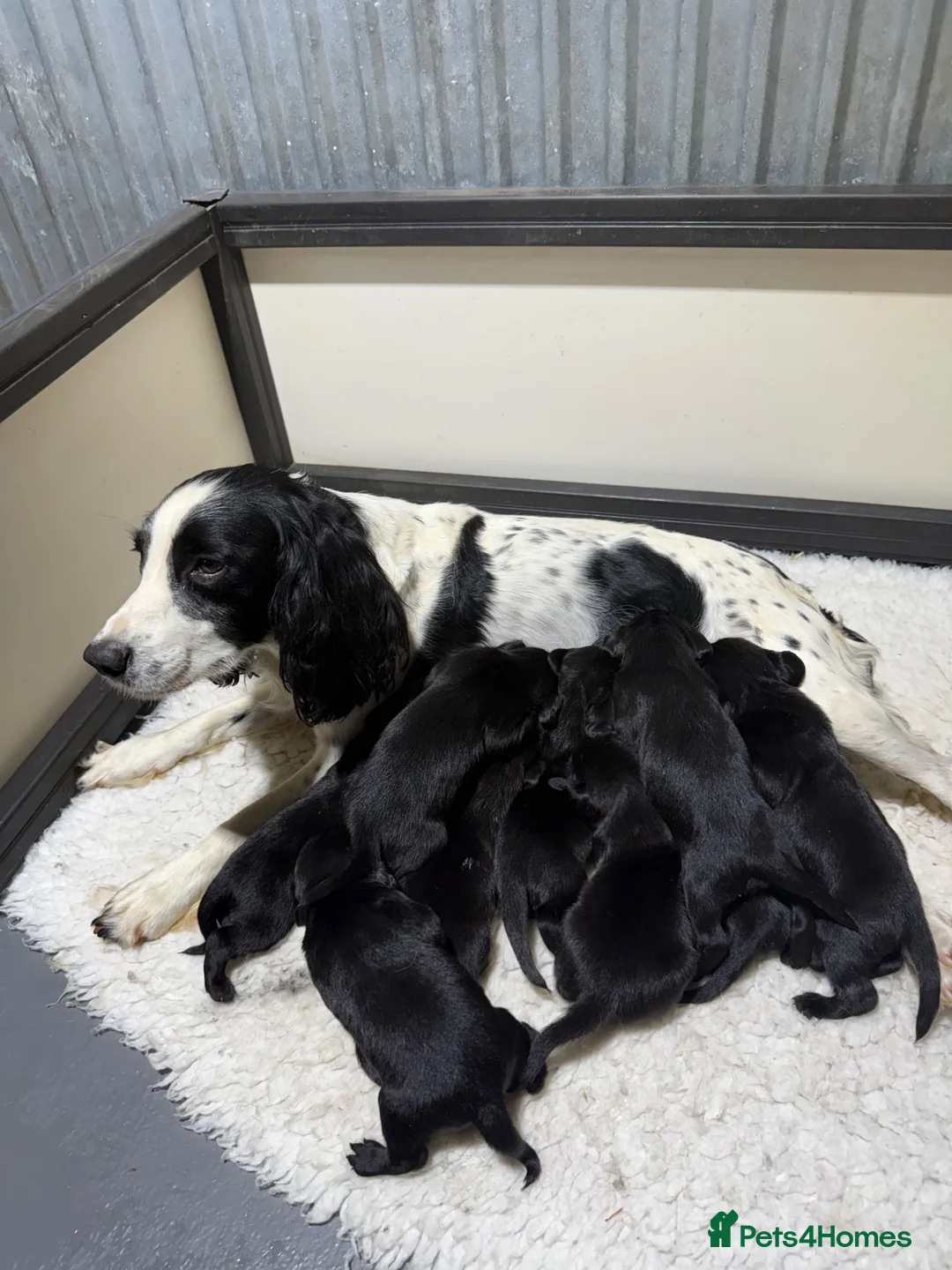 Springador dogs for sale: Beautiful Springador Puppies  - Advert 12