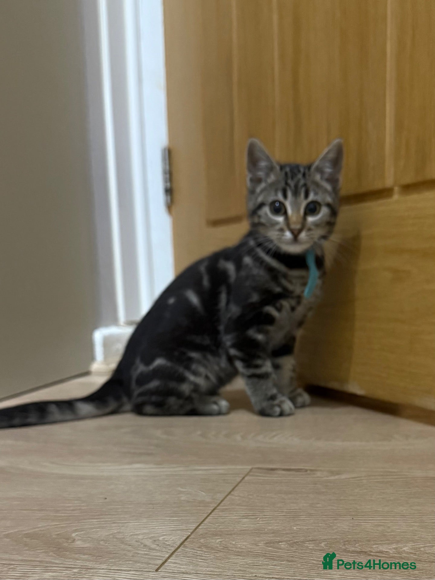Mixed Breed cats for sale: 🐾 Last kitten Left Bengal × British Longhair 🐾 - Advert 2