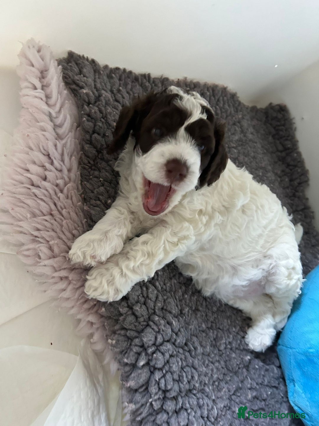 Cockapoo dogs for sale: Cockapoo Babies - Image 13