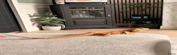 Bearded Dragon reptiles for sale: Bearded dragon and full set up  - Advert 3