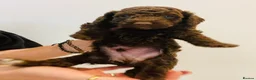 Cockapoo dogs for sale: Beautiful F1B Cockapoo Puppies- Home Raised  - Advert 4
