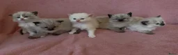 Ragdoll cats for sale: Ragdoll x Siamese Gorgeous kittens 3 Girls 2 Boys - Advert 3