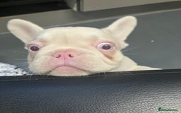 French Bulldog dogs for sale: Beautiful Pink, blue and tan and merl Frenchie’s - Image 1