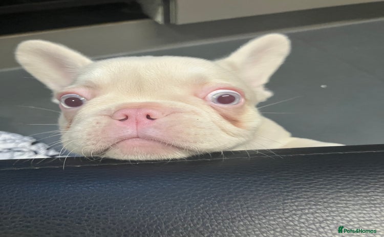French Bulldog dogs - Advert 3