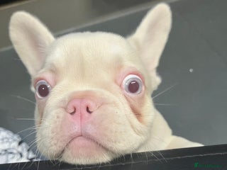 French Bulldog dogs - Advert 1