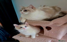 Ragdoll cats for sale:  3 Ragdoll kittens looking for loving homes - Image 10