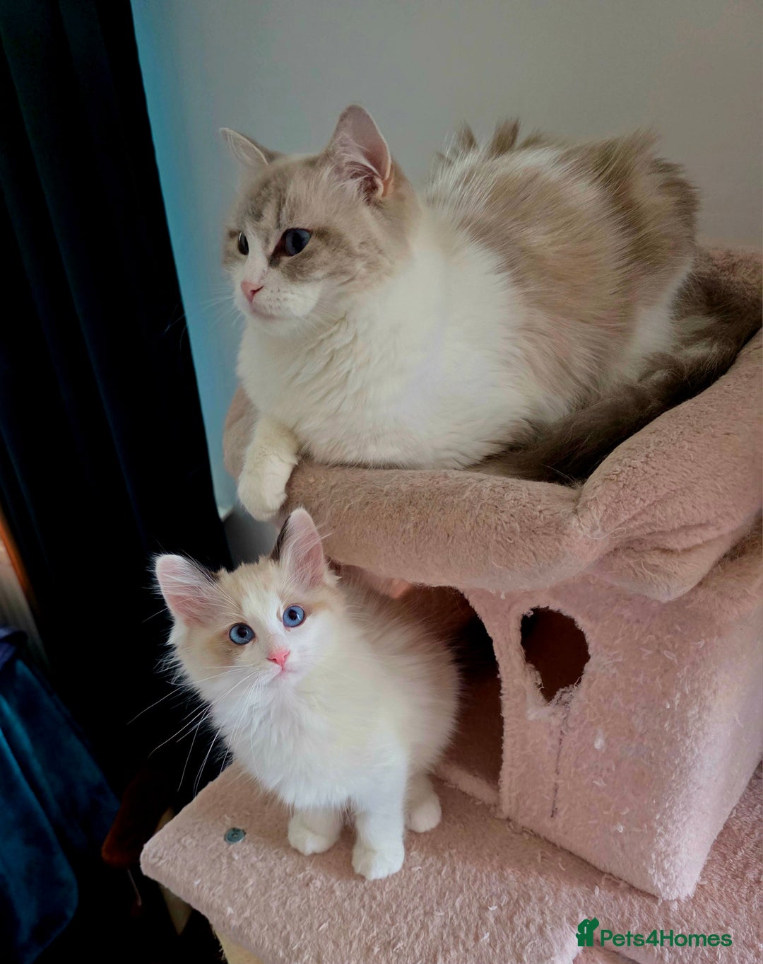 Ragdoll cats for sale:  3 Ragdoll kittens looking for loving homes - Image 10