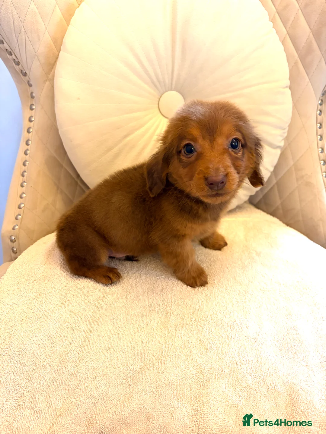 Miniature Dachshund dogs for sale: Dachshund puppy only 1 Boy still available  - Advert 25