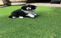 Border Collie dogs for sale: Border Collie puppies  - Image 5