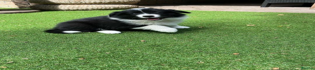 Border Collie Puppy 3