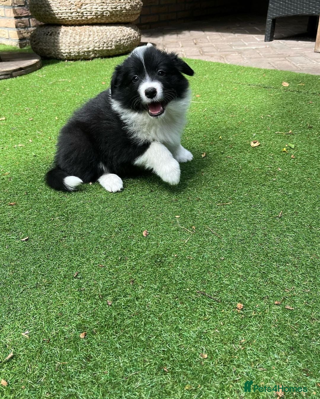 Border Collie dogs for sale: Border Collie puppies  - Image 5