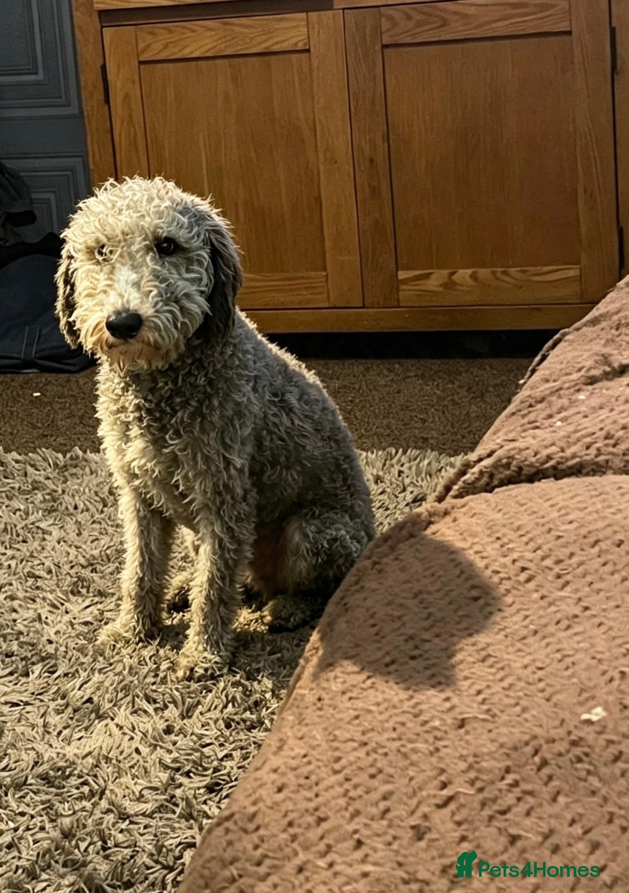Bedlington Terrier dogs Bedlington terrier little girl - Advert 1