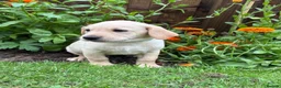 Labrador Retriever dogs for sale: UTTERLY GORGEOUS CHUNKY YELLOW KC REG LAB PUPPY - Advert 9