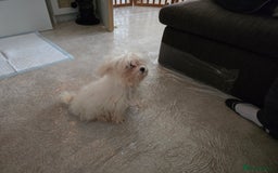 Bichon Frise dogs for sale: Bichon Frise Puppy Looking for a Loving Home - Image 9