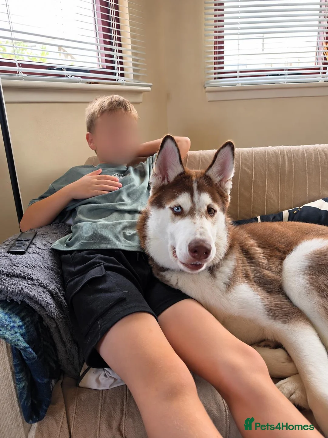 Siberian Husky dogs for sale: Siberian Husky – Looking for a Loving New Home in Edinburgh - Advert 4