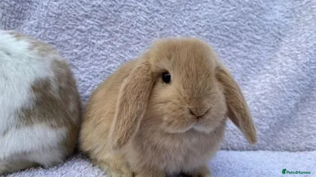 Mini Lop rabbits for sale: Stunning babies various ages vaccinated  - Advert 19