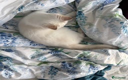British Longhair cats for sale: British Longair and Shorthair Kittens for sale - Image 21