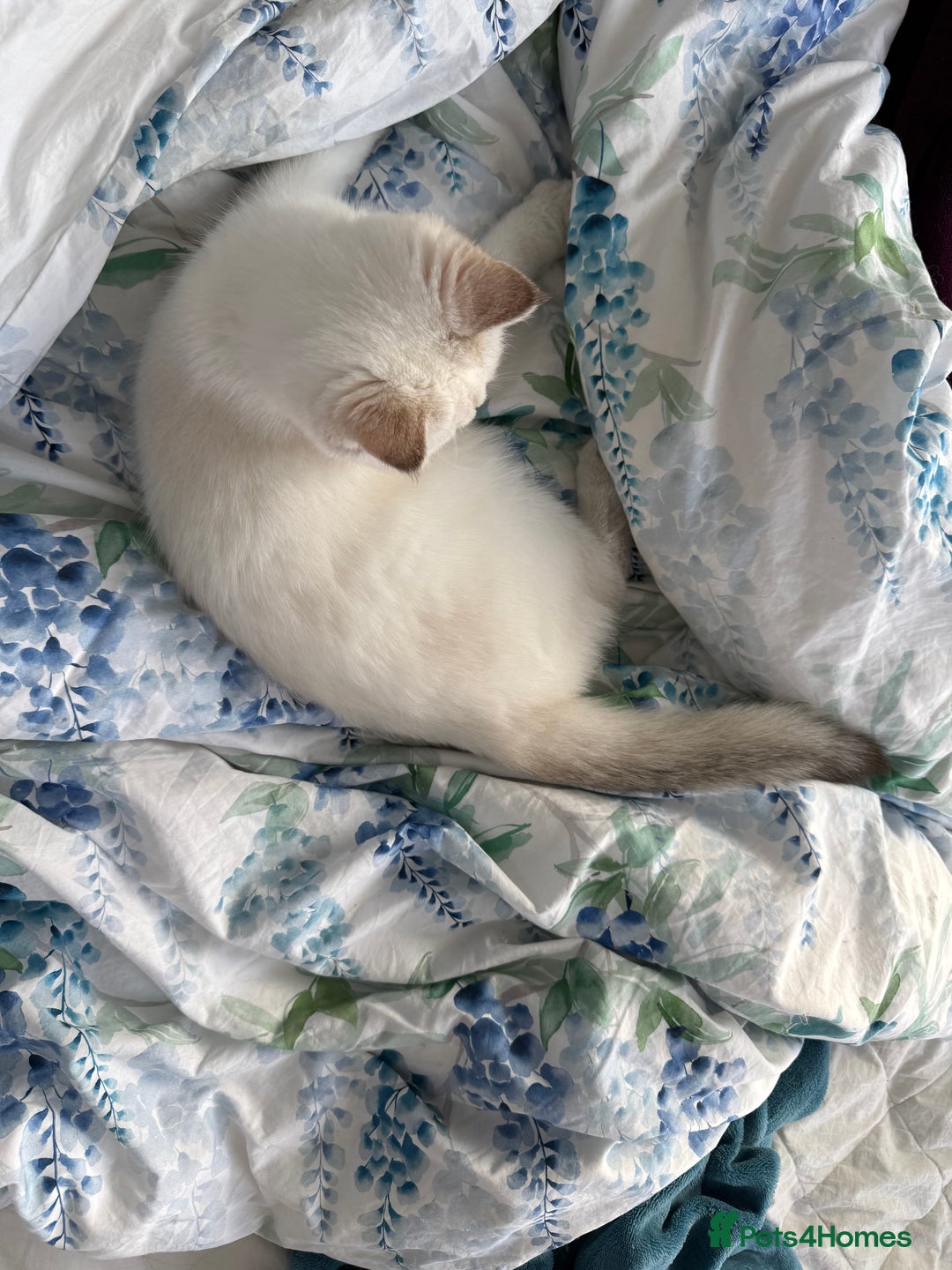 British Longhair cats for sale: British Longair and Shorthair Kittens for sale - Image 21
