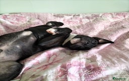 Staffordshire Bull Terrier dogs for stud: Mr Zeus  - Image 5