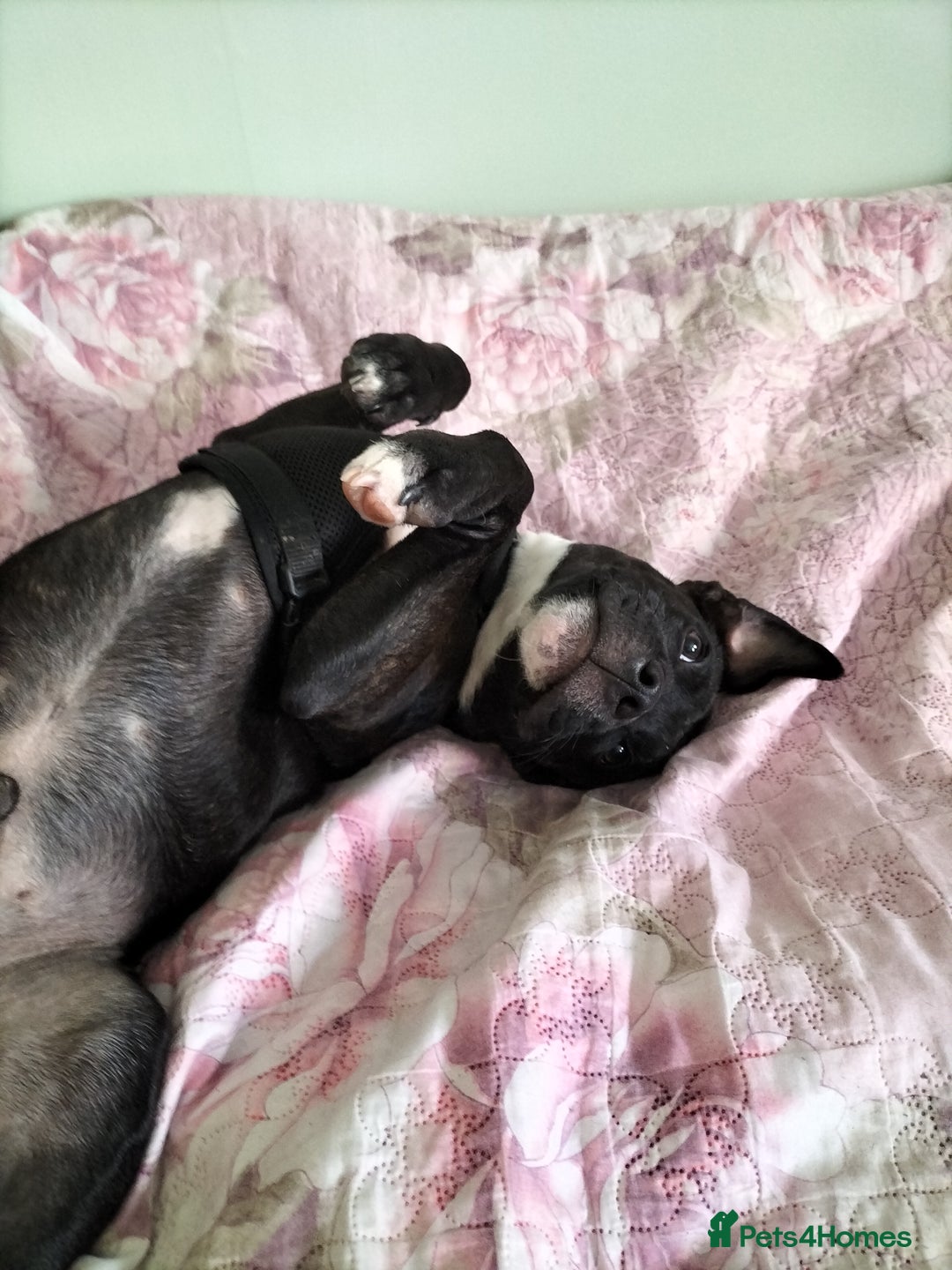 Staffordshire Bull Terrier dogs for stud: Mr Zeus  - Image 5