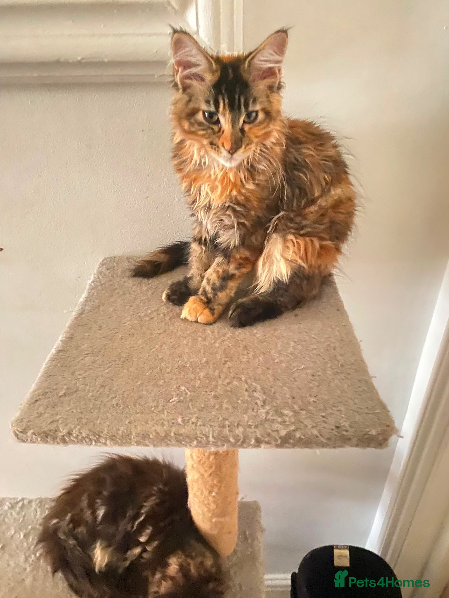 Maine Coon cats Stunning main coons tica registered  - Advert 2