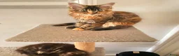 Maine Coon cats for sale: Stunning main coons tica registered  - Advert 1