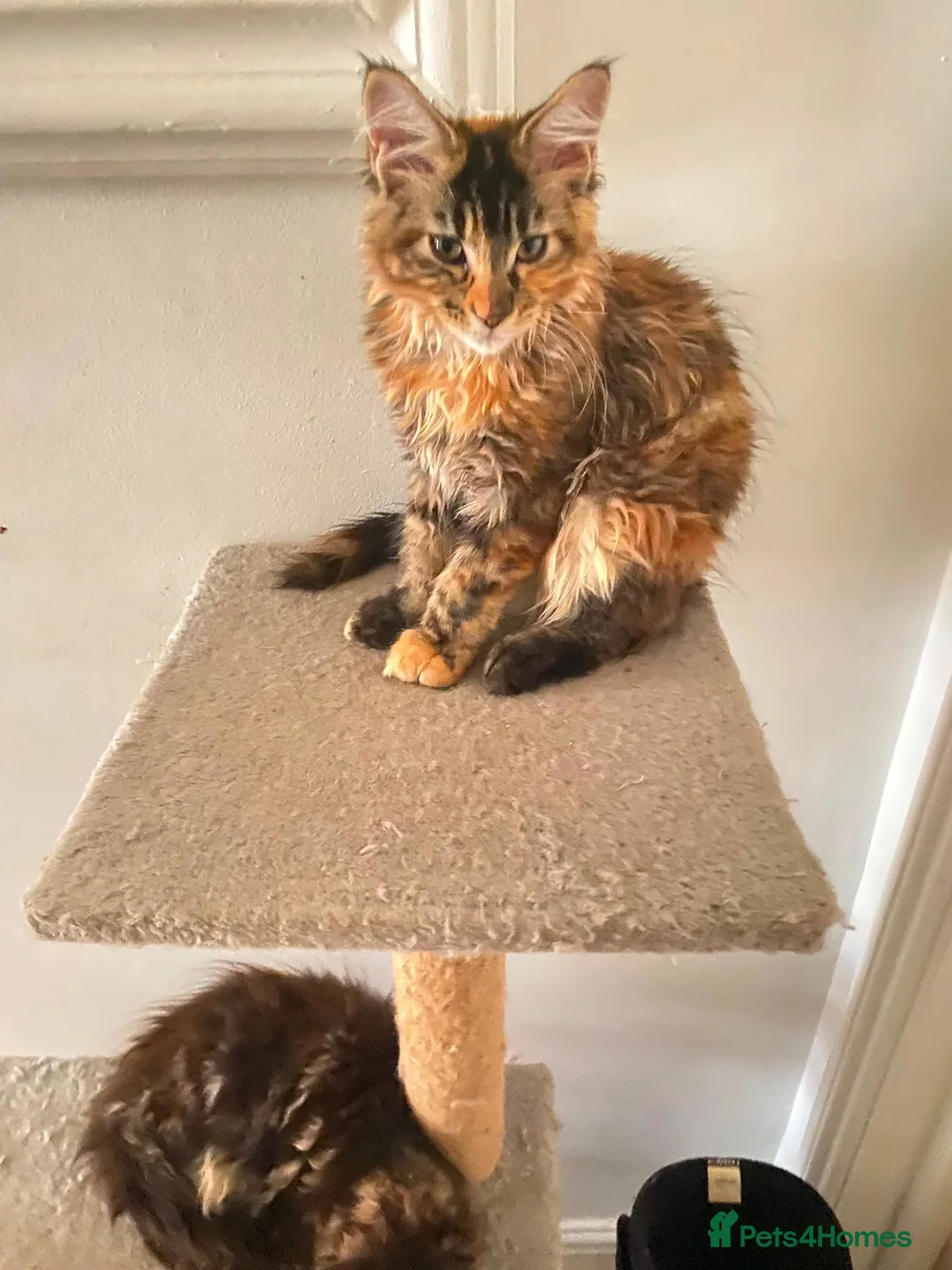 Maine Coon cats for sale: Stunning main coons tica registered  - Advert 1