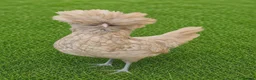 Chickens poultry for sale: POL HENS, CHICKS, QUAIL and DUCKS AVAILABLE  - Advert 10
