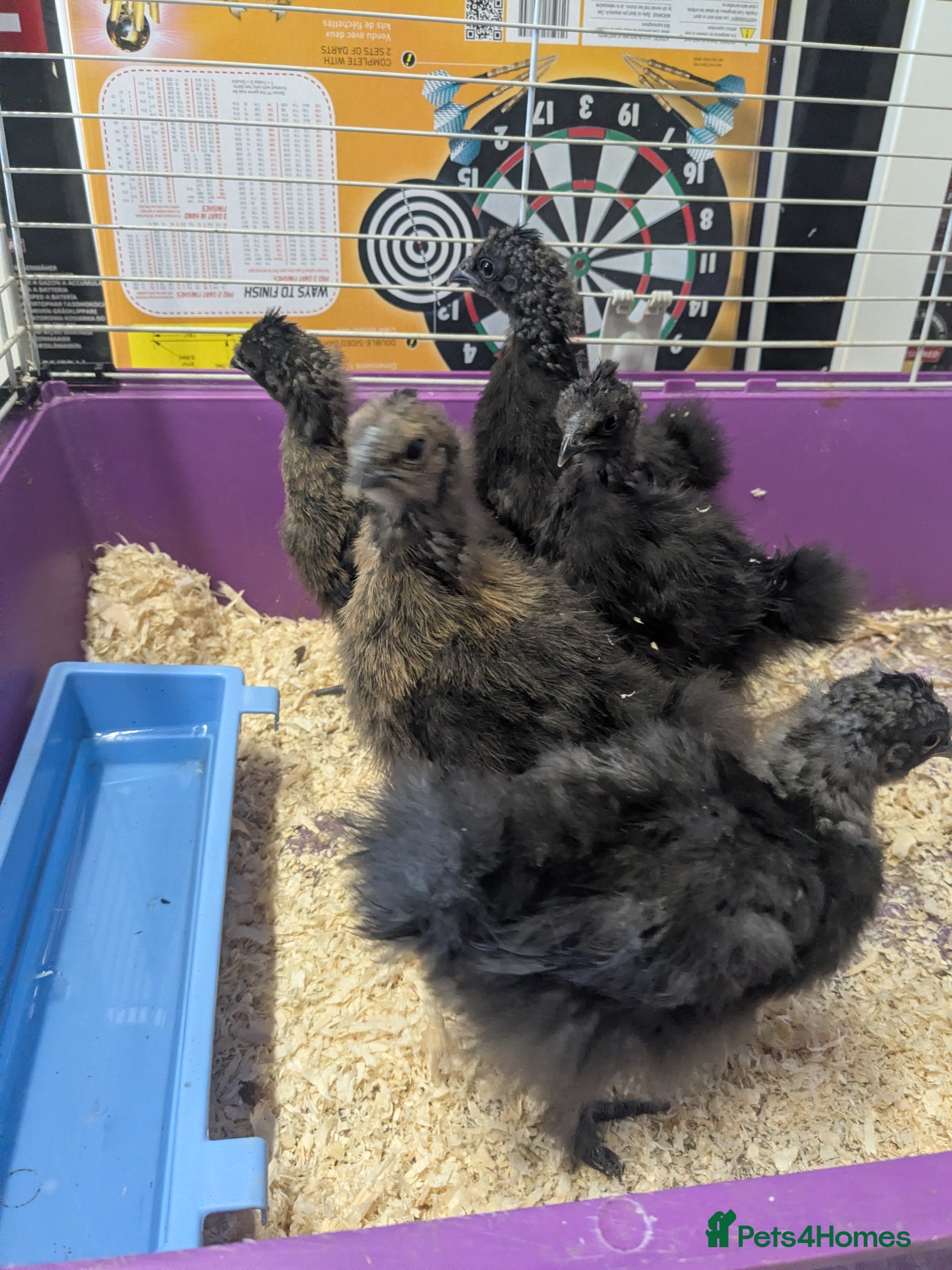 Chickens poultry Unsexed silkie chicks - Advert 1