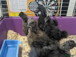 Chickens poultry Unsexed silkie chicks - Advert 12