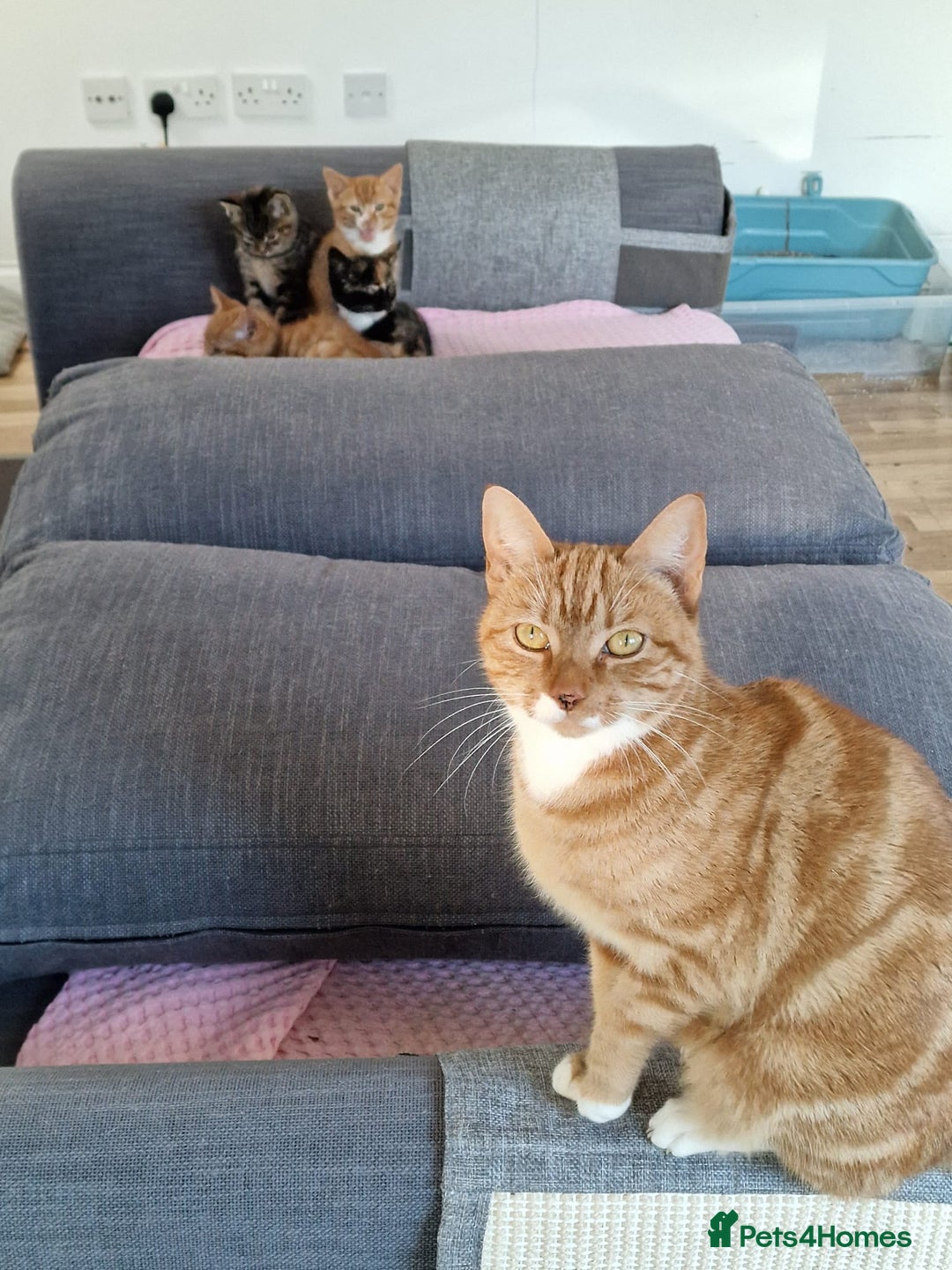 Mixed Breed cats for sale: Cute Ginger Boy ! - Advert 2