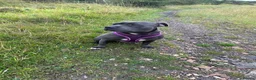 Staffordshire Bull Terrier dogs for sale: Staffordshire bull terrier puppy’s  - Advert 27