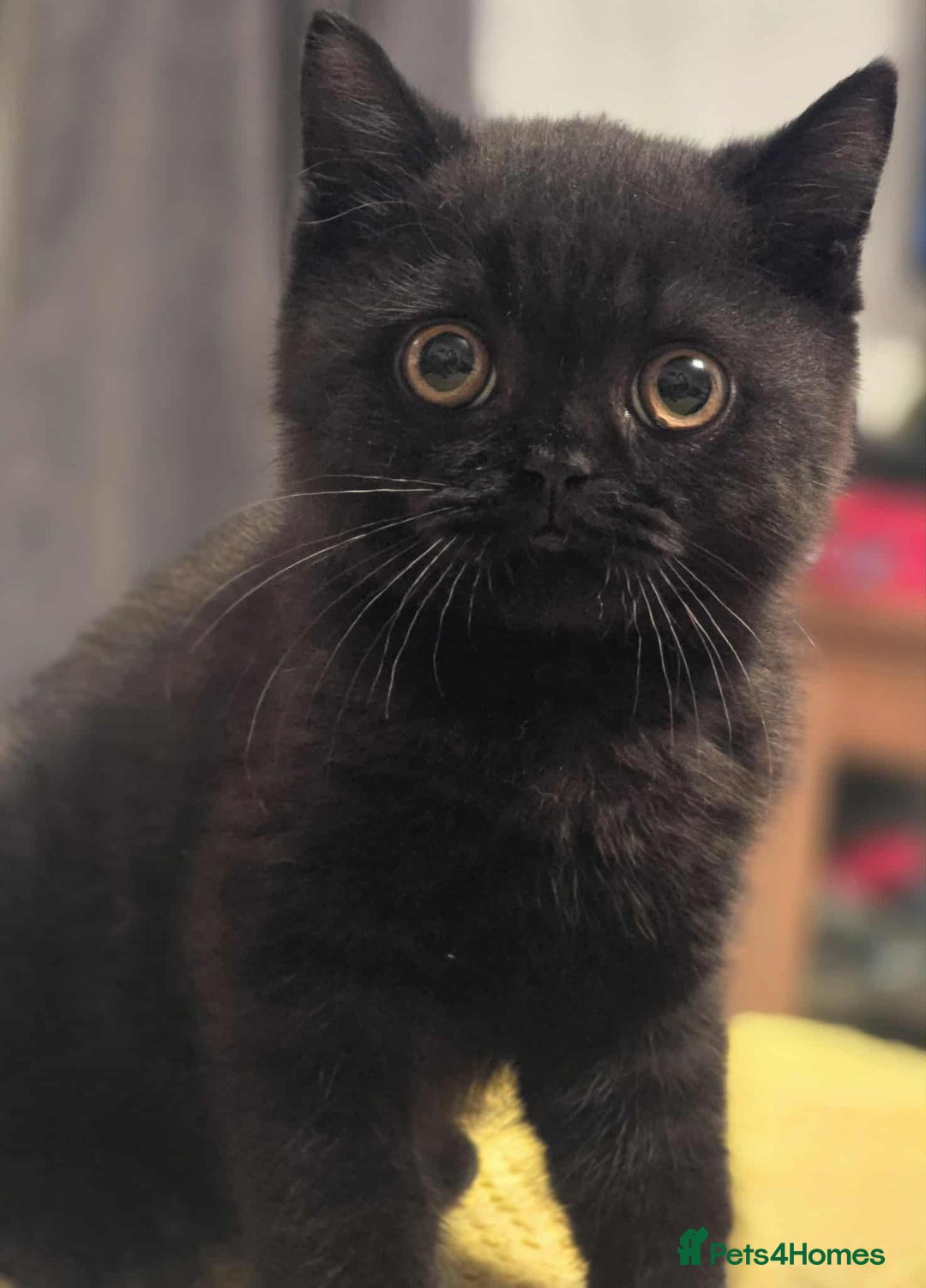 British Shorthair cats for sale: READY NOW GCCF reg BSH kittens - Image 36