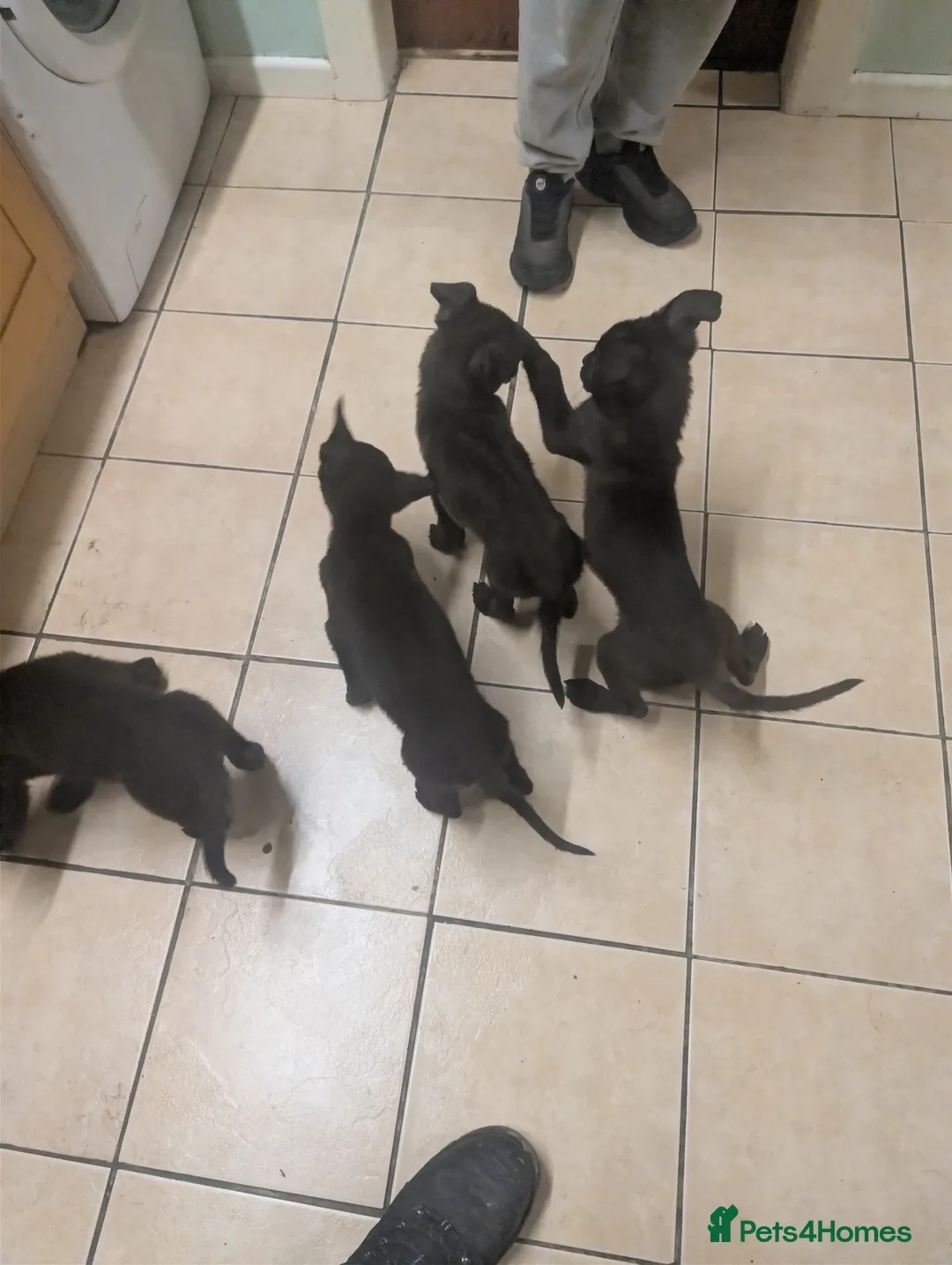 Mixed Breed dogs for sale: Cane corso x German shepherd pups  - Advert 10