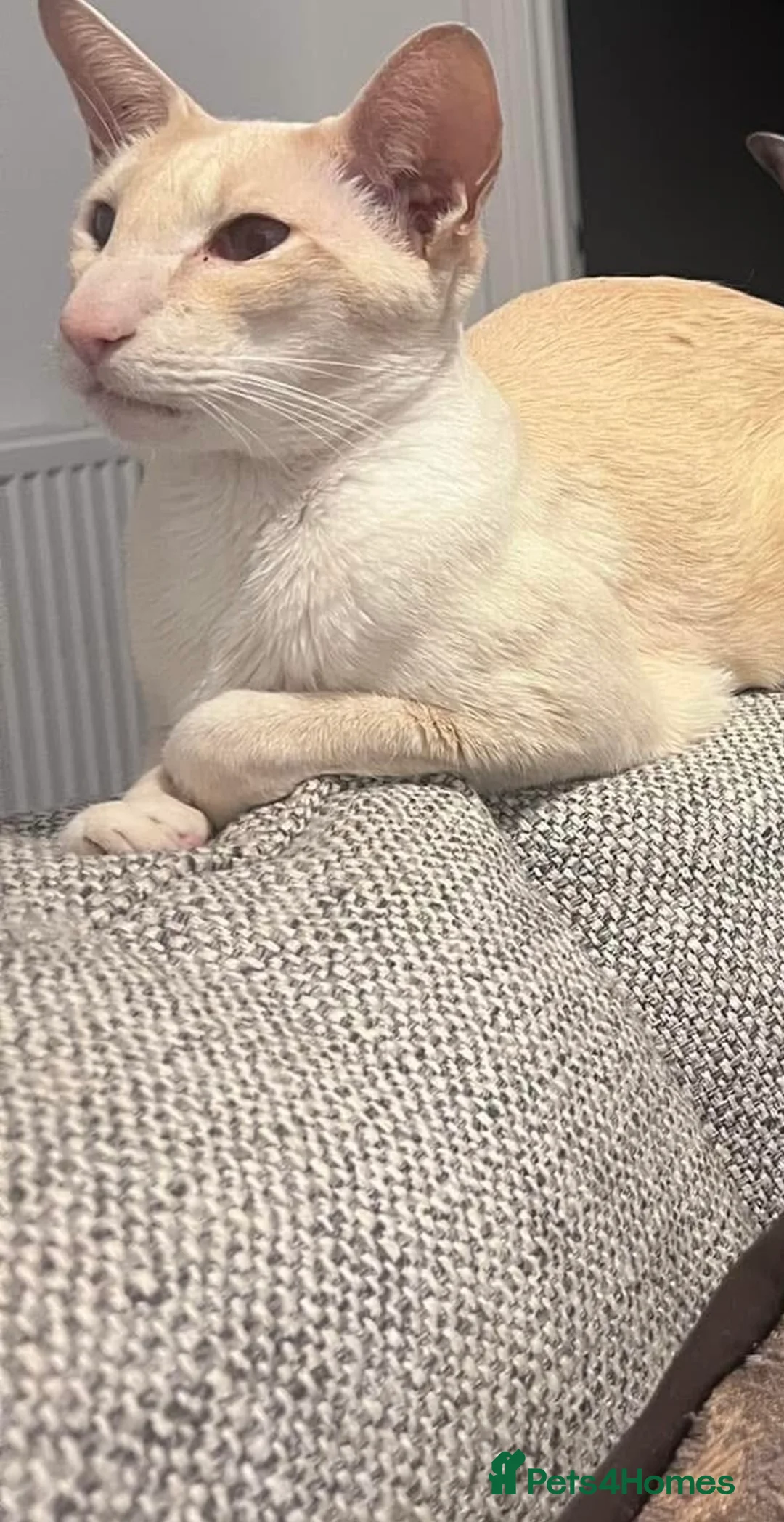 Siamese cats for sale: Seven year old Siamese for sale  in Leeds - Advert 2
