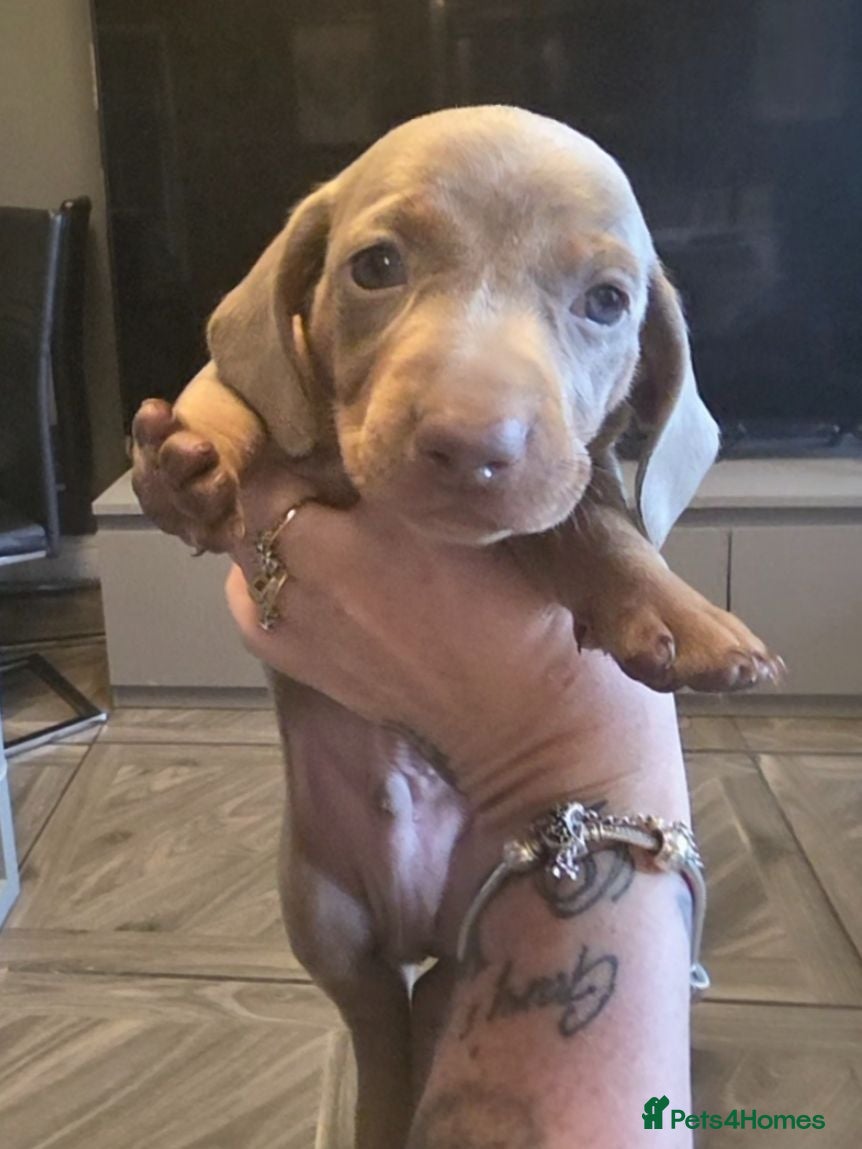 Dachshund dogs 1 isabella male Daschund puppy left - Advert 5