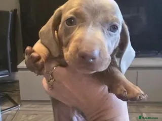 Dachshund dogs 1 isabella male Daschund puppy left - Advert 5