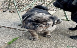 Pug dogs for sale: Last Merle boy, price reduced again! - Image 5