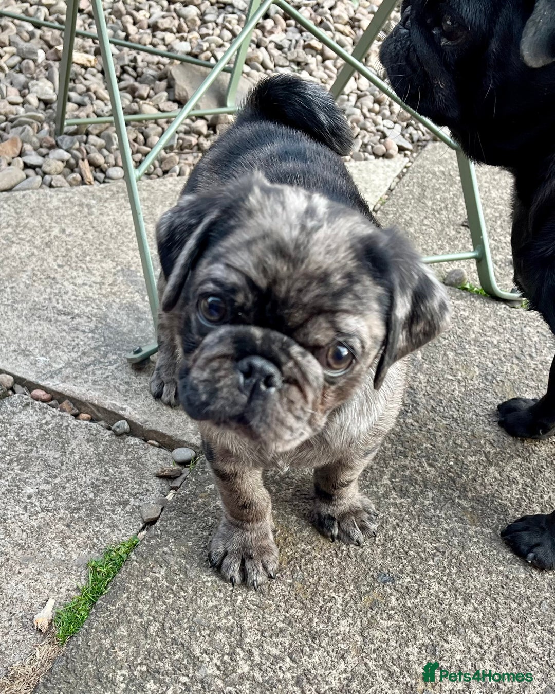 Pug dogs for sale: Last Merle boy, price reduced again! - Image 5