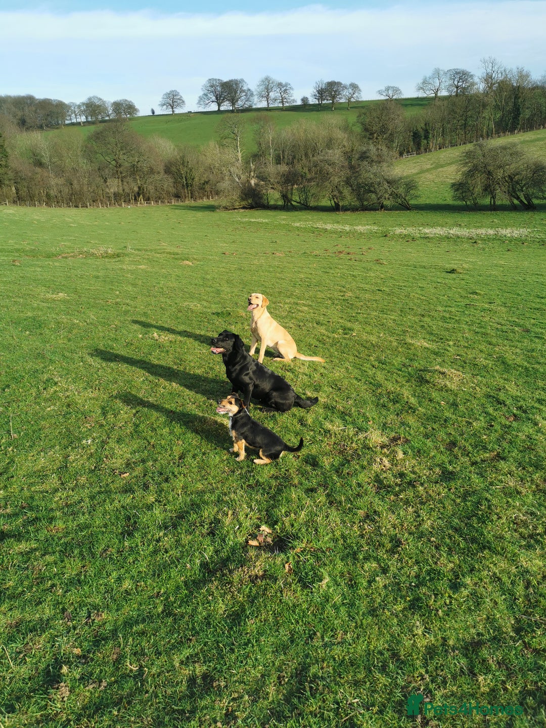 Labrador Retriever dogs for sale: 🐾 Labrador Puppies – Ready Early January 🐾 - Advert 37