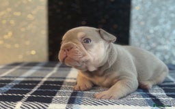 French Bulldog dogs for sale: Beautiful litter of 4 - Image 15