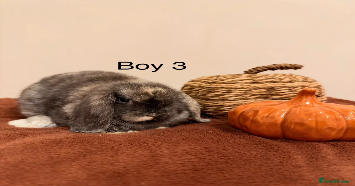 Rabbits for Sale for sale in Norfolk | Pets4Homes