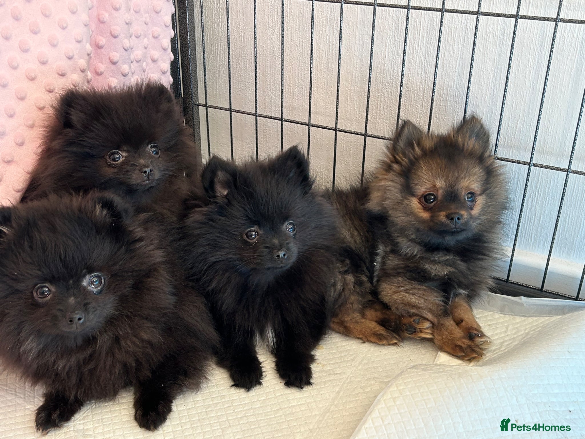 Pomeranian dogs pom pups - Advert 1