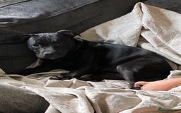 Staffordshire Bull Terrier dogs for sale: Kc reg staffordshire bull terrier female - Image 6
