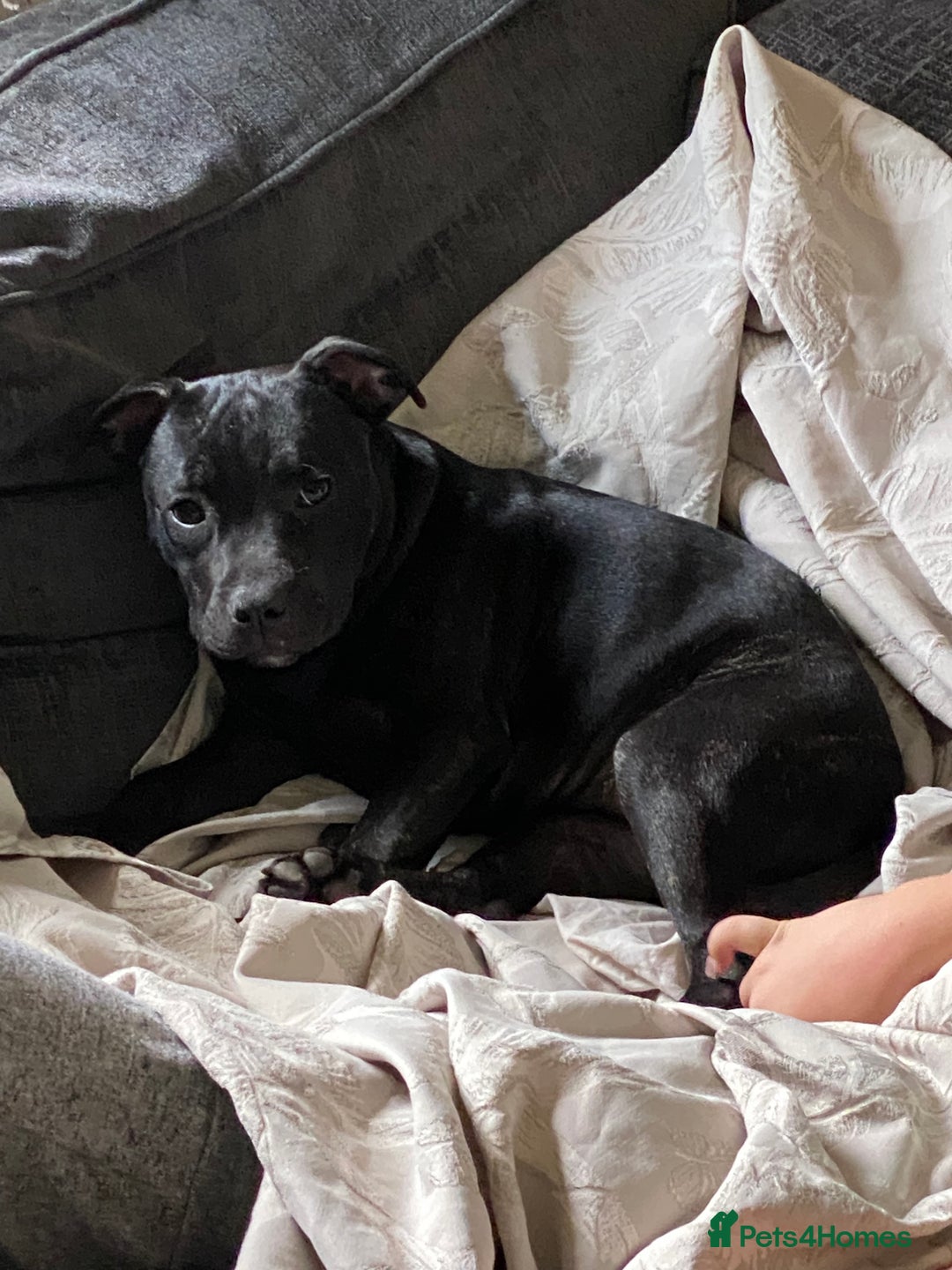 Staffordshire Bull Terrier dogs for sale: Kc reg staffordshire bull terrier female - Image 6